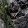 Terrarium Kameleon Zwierzęta Nadrzewne Outlet Okazja Cenowa - obrazek 7