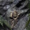 Terrarium Kameleon Zwierzęta Nadrzewne Outlet Okazja Cenowa - obrazek 6