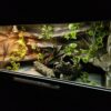 Terrarium 120x60x60 Agama Brodata T5 Płyta Meblowa Kolor Biały PERSONALIZACJA KLENTA - obrazek 6