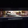 Terrarium 100x40x40 Mata Grzewcza Termostat Gekon Wąż - obrazek 7