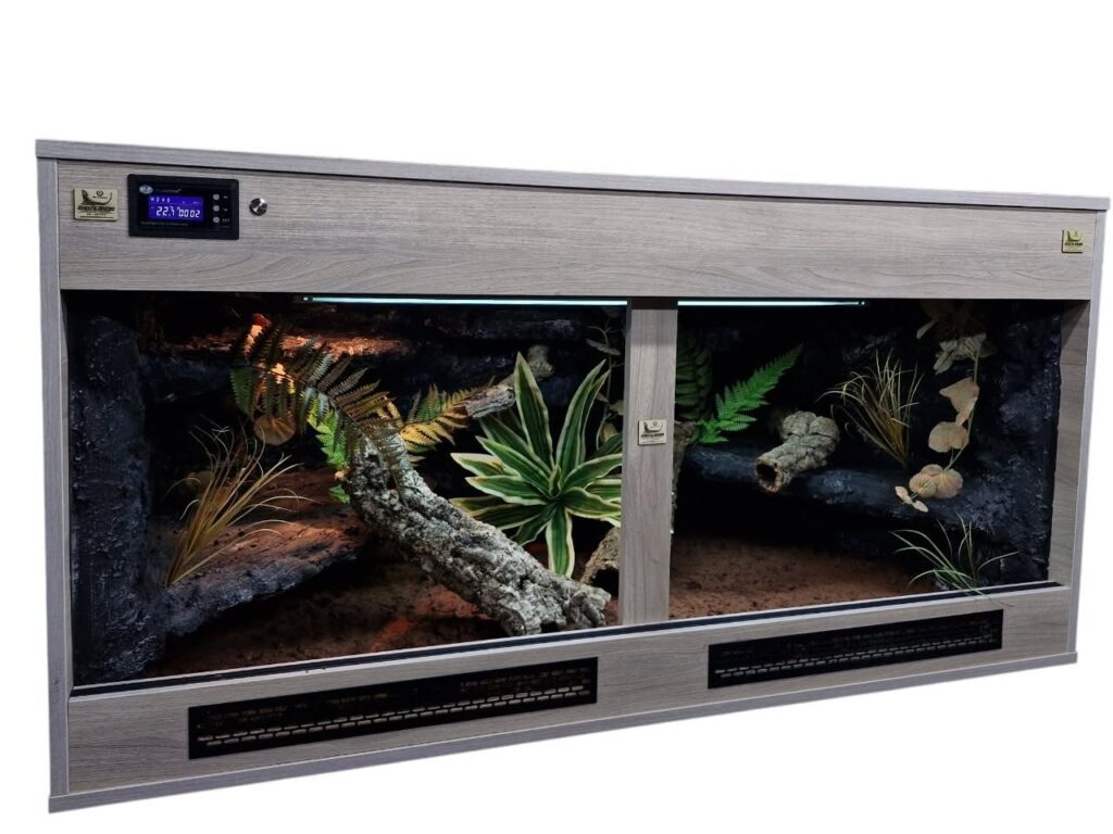 Terrarium Dąb Sonoma z paprociami i korzeniem, widok z przodu