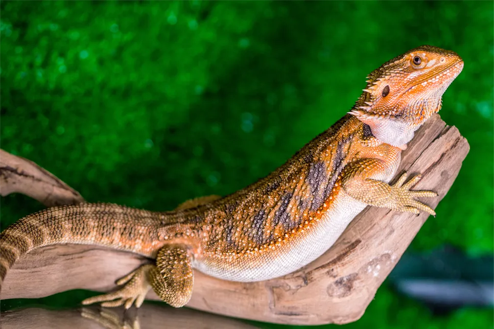 Czym żywi się Agama Brodata