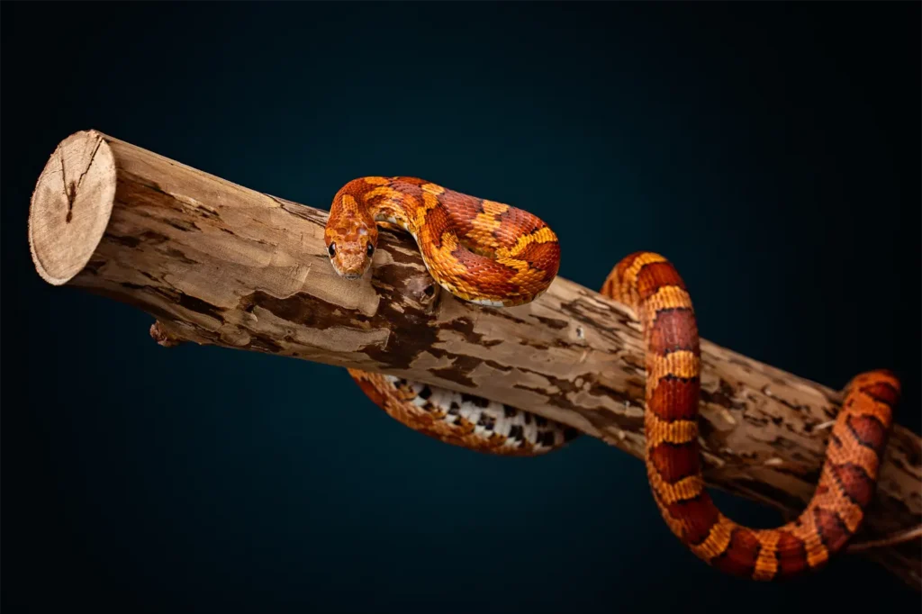 Jakie terrarium dla węża zbożowego? Kompletny poradnik dla początkujących terrarystów