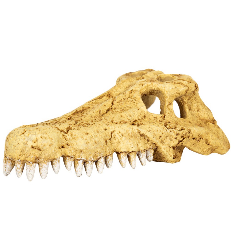 Repti-Zoo Crocodile Skull S - czaszka krokodyla - obrazek 2