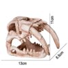 Terrario Sabertooth Skull - czaszka tygrysa do terrarium 13x8,5x11 cm - obrazek 3