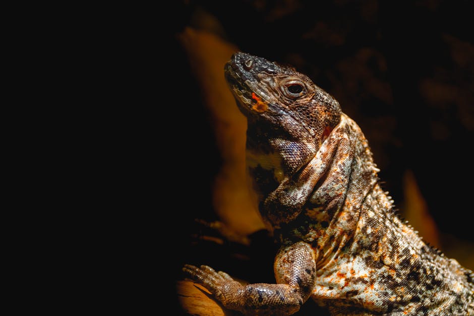 Oświetlenie do terrarium – jak dobrać lampę UVB i żarówkę dla gada