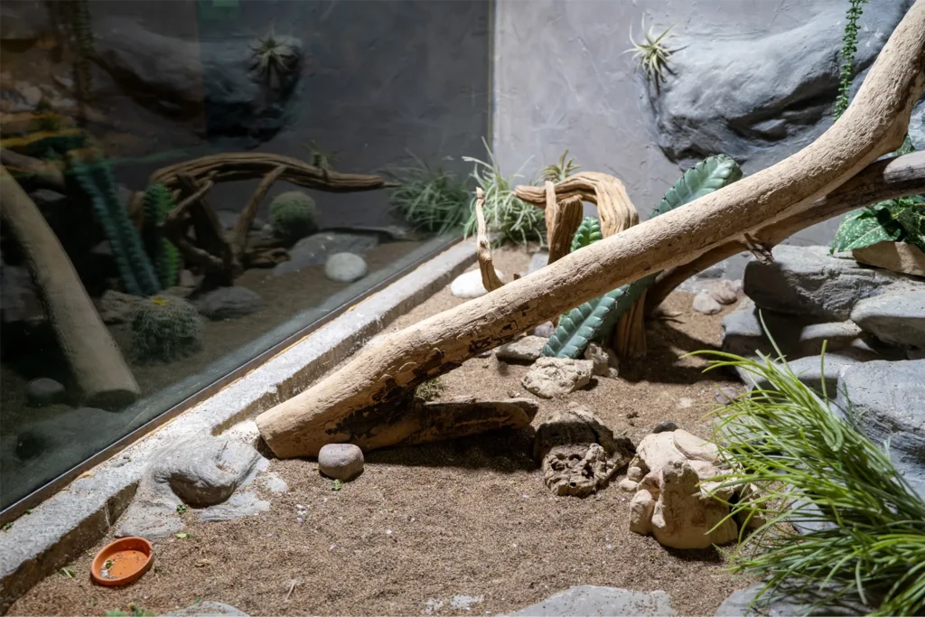 Terrarium pustynne – jak urządzić dla agamy i innych gadów pustynnych